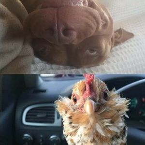 Meet your Posher, Akalane